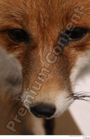  Red fox nose 0001.jpg
